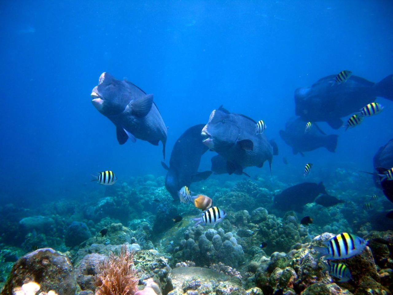 Matahari Tulamben Resort, Dive & Spa Facilidades foto